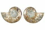 Cut & Polished Ammonite Fossil - Madagascar #379116-1